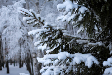 white snow-covered spruce paw in the city Park