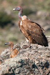 Griffon vulture, Gyps fulvus, raptor bird carrion portrait
