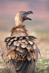 Griffon vulture, Gyps fulvus, raptor bird carrion portrait