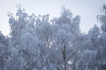 white snow-covered trees in winter in Russia