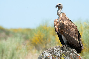 Griffon vulture, Gyps fulvus, raptor bird carrion portrait