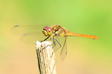 Dragonfly is an insect living near water bodies.