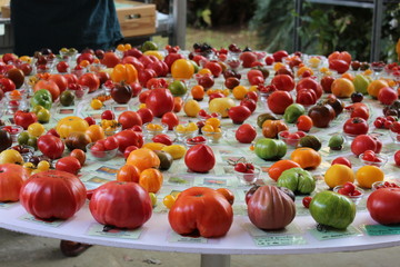 Tomaten Vielfalt