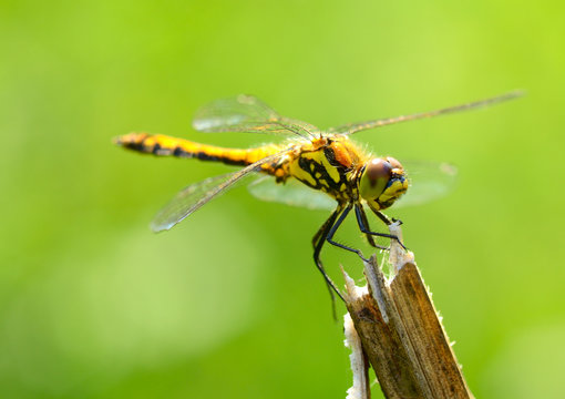 Dragonfly is an insect living near water bodies.