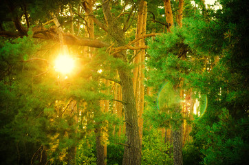 Fototapeta na wymiar pine forest