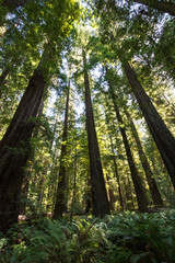 Giant trees in a forest grove of Redwood trees in Redwood National Park California