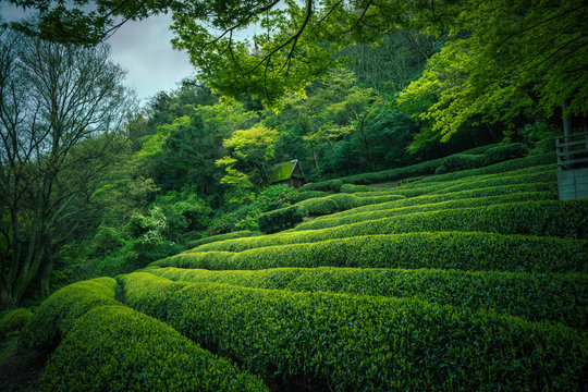 Japanese green tea plantation