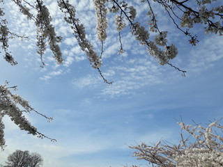 Flourishing trees and sky