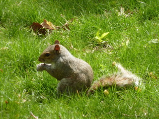 écureuil central park new york
