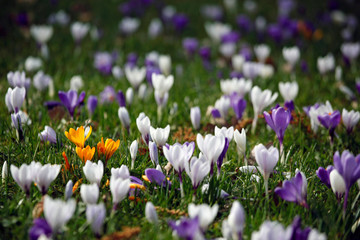 Naklejka premium Viele Krokusse Pflanzen (Crocus) in der Farbe Weiß, Lila, Orange, Gelb auf einer Wiese.