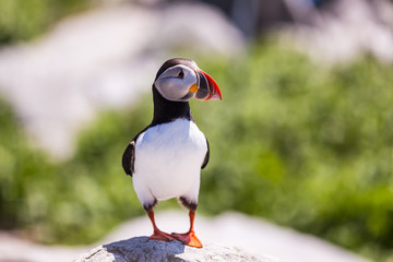 Naklejka premium Shallow DOF on Atlantic Puffin on Macias Seal Island on Guided Tour