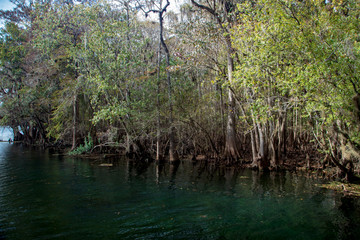 Cyrpress trees and Spanish Moss line the shore of the emerald green waters of the Suwanee River at Manatee Springs along the Nature Coast in Florida where water sports are enjoyed by all ages