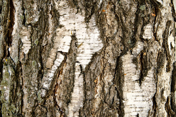 birch bark