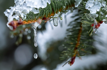 сосулька на еловой ветке во время оттепели