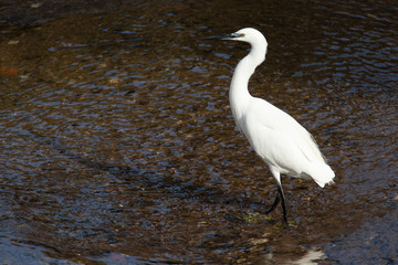 Little egret (egretta garzetta) in the middle of the water