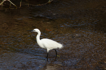 Little egrete (egretta garzetta) feeding on