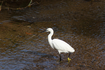Little egrete (egretta garzetta)