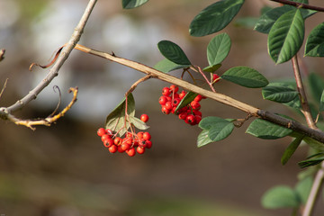 macro of berries and branches