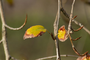 macro of half dried leaves in the branches