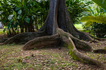 Large tree with its roots visible above ground in natural green surrounding