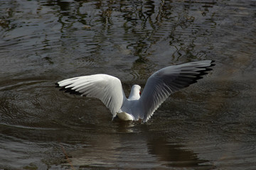 a black headed gull with its wings spread out in the middle of the river water to feed itself