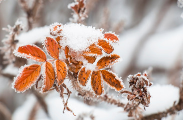 leaves of the tree are yellow-orange covered with hoarfrost