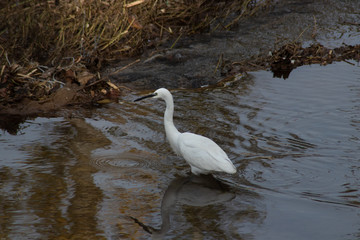 Little egrete (egretta garzetta) in water next to dried plants fed