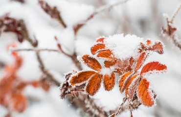 leaves of the tree are yellow-orange covered with hoarfrost