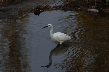 Little egrete (egretta garzetta)