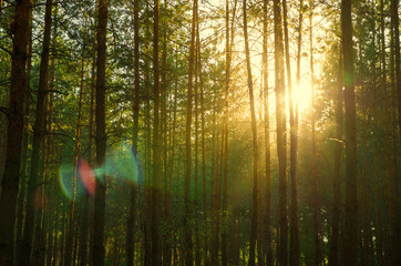 Obraz premium pine forest