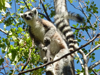 Lemurien maki catta Madagascar