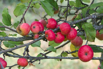 Rote kleine Äpfel, Malus sylvestris