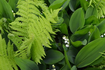 Świeże, dorodne, kwitnące konwalie w liściach paproci © Ewa