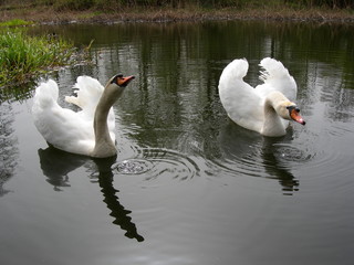 Para łabędzi niemych w wodzie, Cygnus olor © Ewa