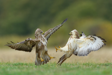 Fight in the meadow/Common Buzzard