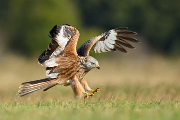 flight over the meadow/Red Kite