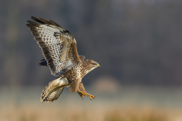 Flight over the meadow/Common Buzzard