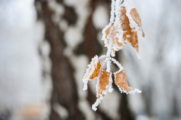 Frozen, snow-covered yellow birch leaves in the winter on a birch tree background. Beautiful winter...