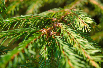 pine tree