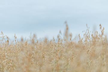 Oat Field Shallow Depth Of Field