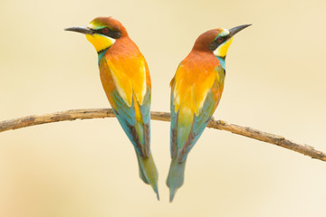 Birds standing on tree branch
