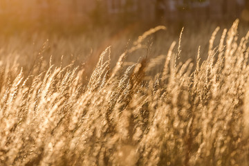 Obraz premium Sunny Tall Grass In Wind