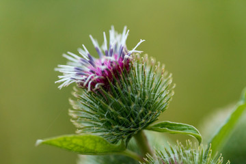 Blooming Thistle Closeup