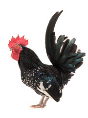 shabo rooster isolated