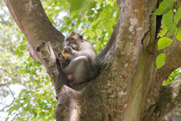 Long-Tailed Monkey Eating a Sweet Potato in the Sacred Monkey Forest in Ubud, Bali