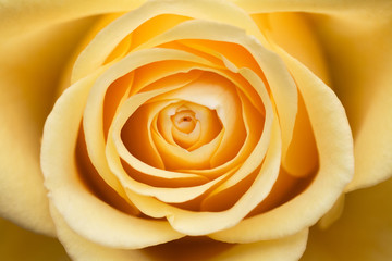 Fototapeta na wymiar Macro Rose Flower Petals