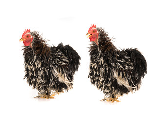 two  rooster isolated