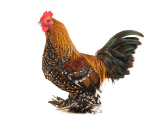Rooster Milfleur isolated
