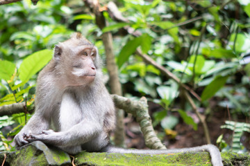 Naklejka na ściany i meble Portrait of a Long-Tailed Monkey in the Sacred Monkey Forest in Ubud, Bali