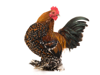 Rooster Milfleur isolated